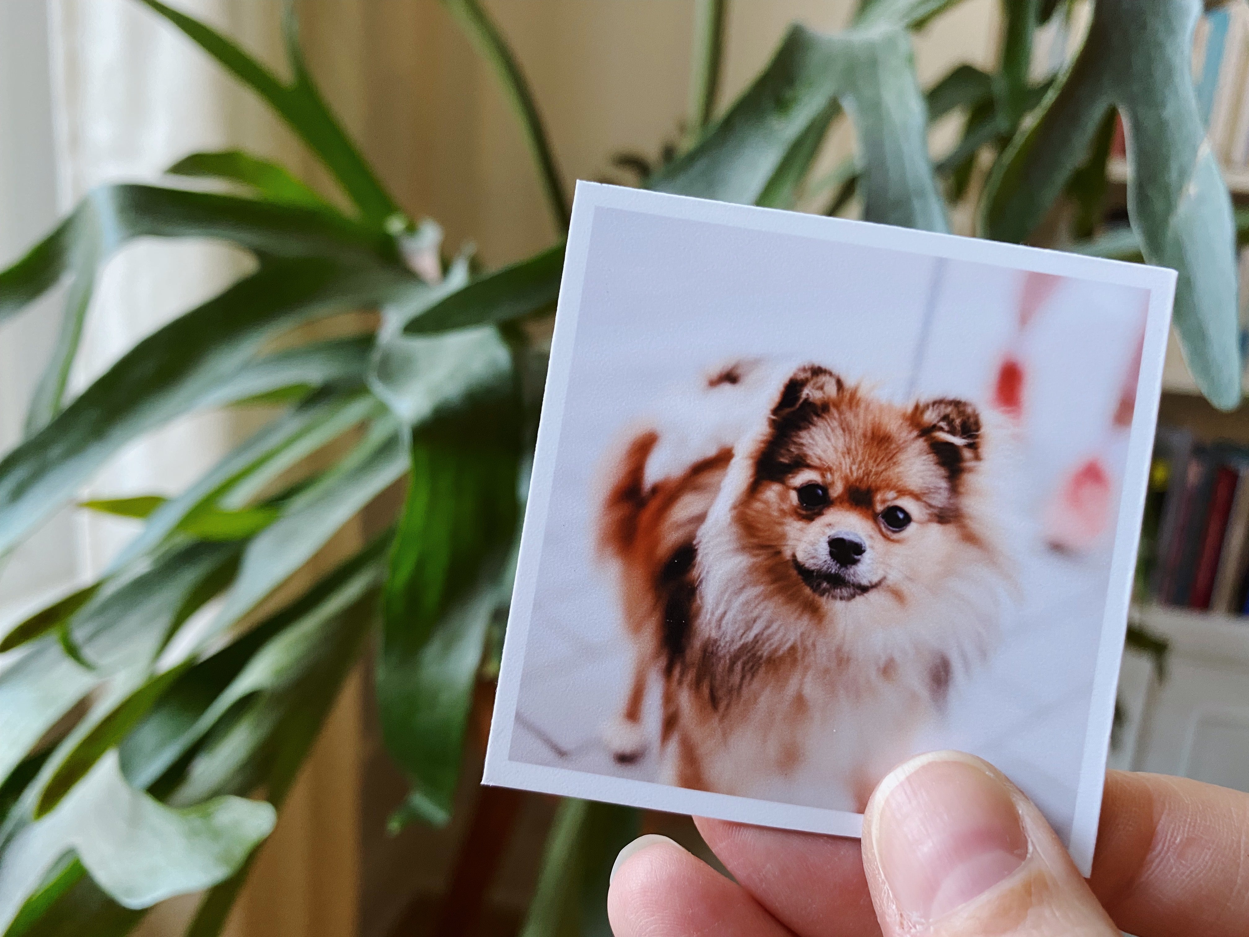 Hand holding a custom Magnetic Love photo magnet featuring a pet portrait.